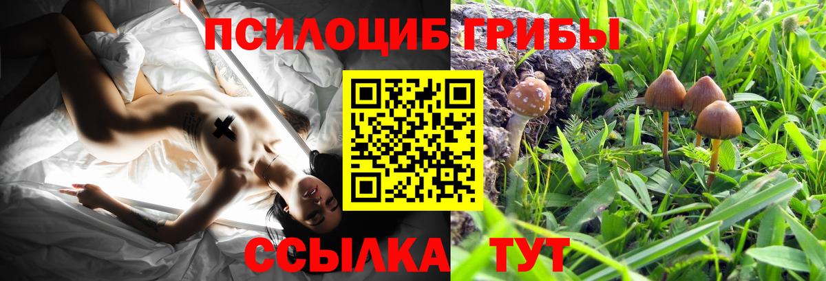 Всеволожск  Псилоцибиновые грибы Cubensis  хочу   Вход с VPN 